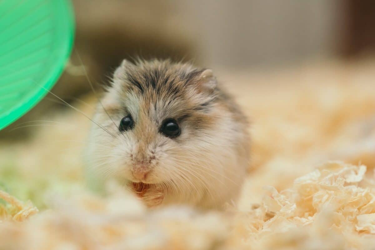 all you need to know about hamsters