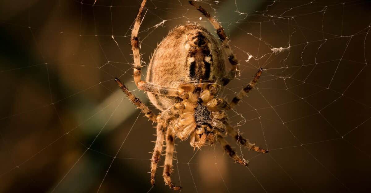 wolf spider
