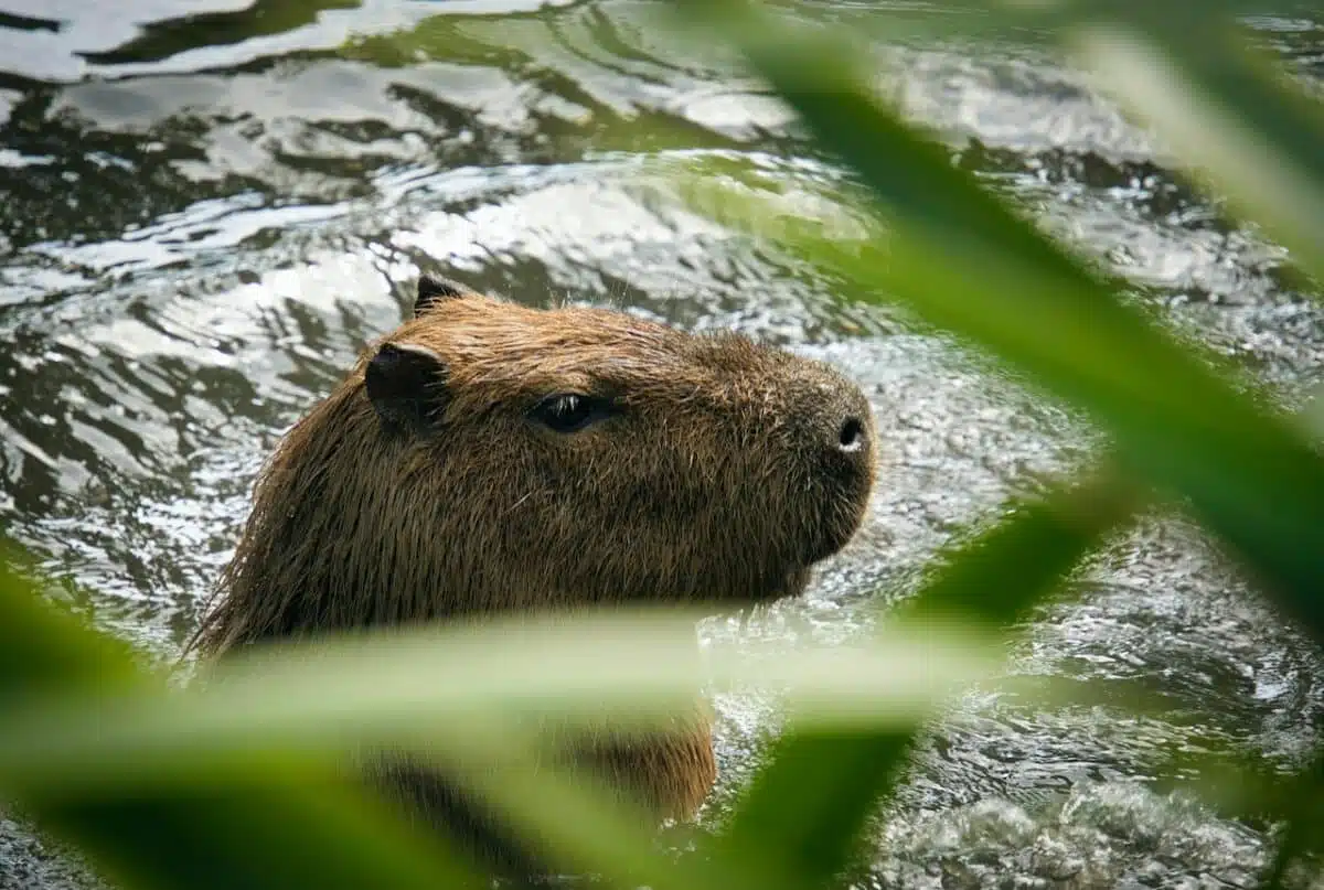beaver in water - Gorilla vs. Beaver