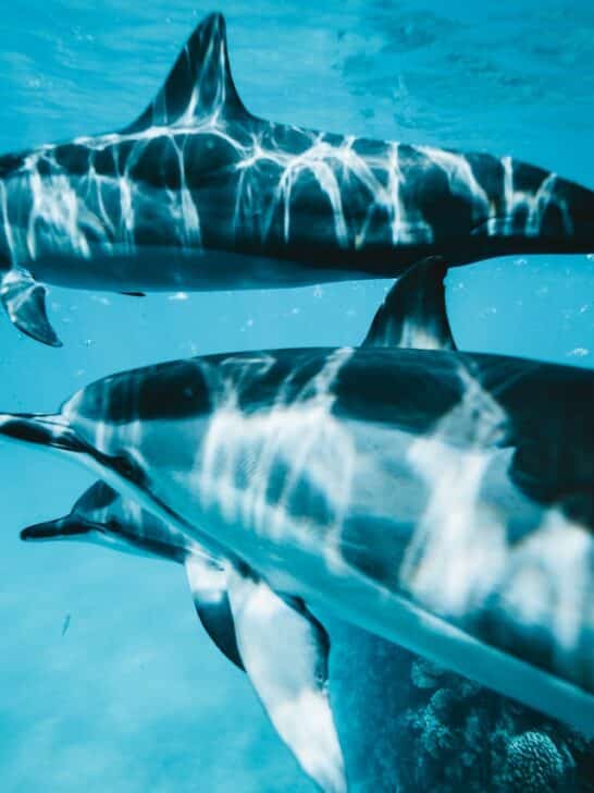 Dolphins Are Even Smarter Than You Thought