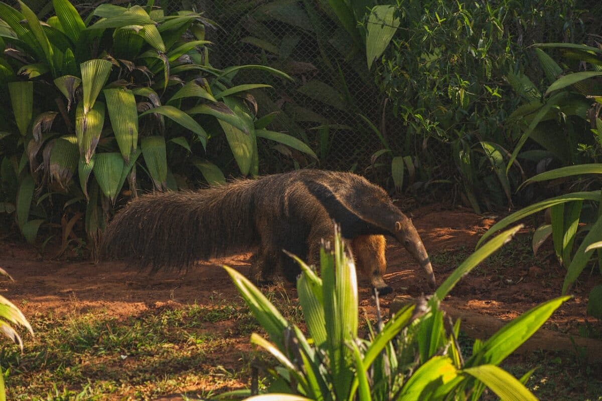 giant anteater