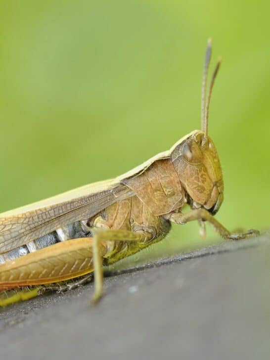 A Symphony of Swarming Locust Behavior