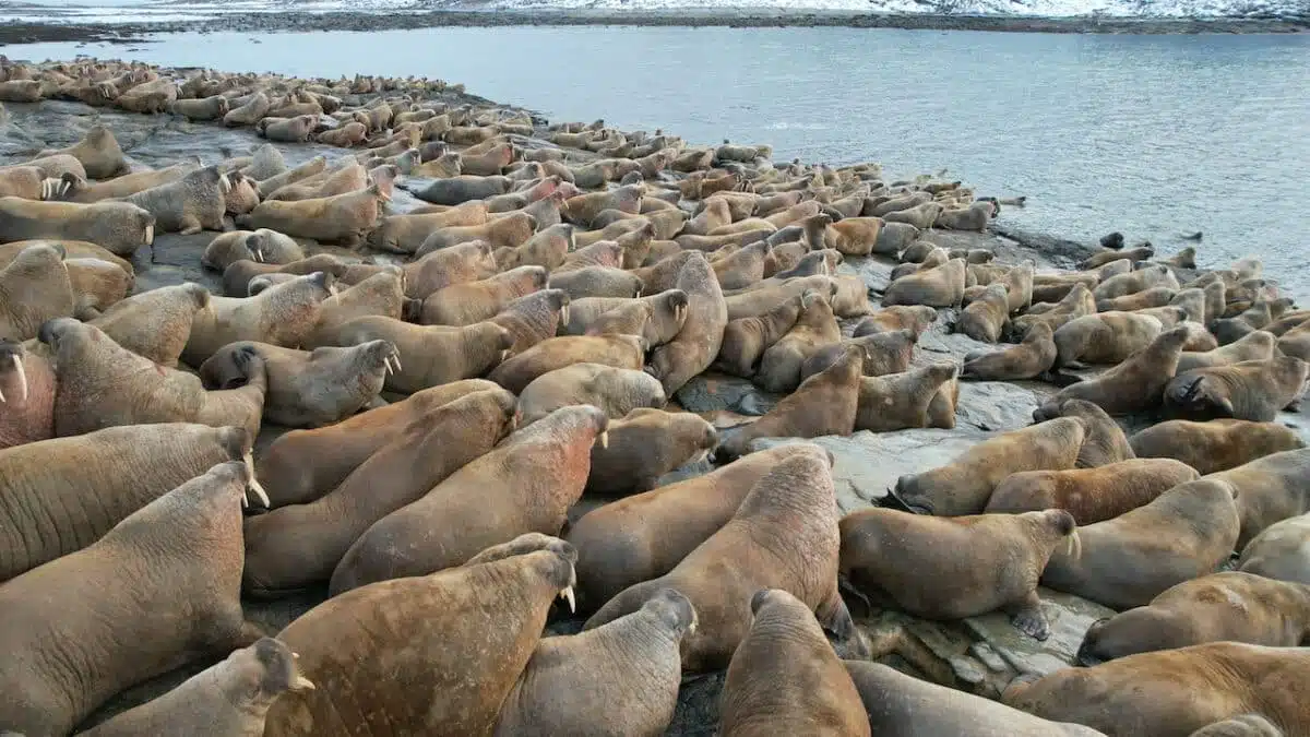 walrus