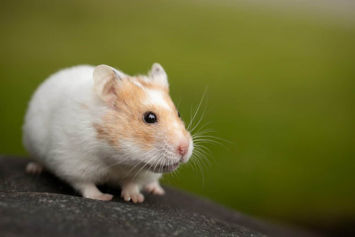 pet hamster