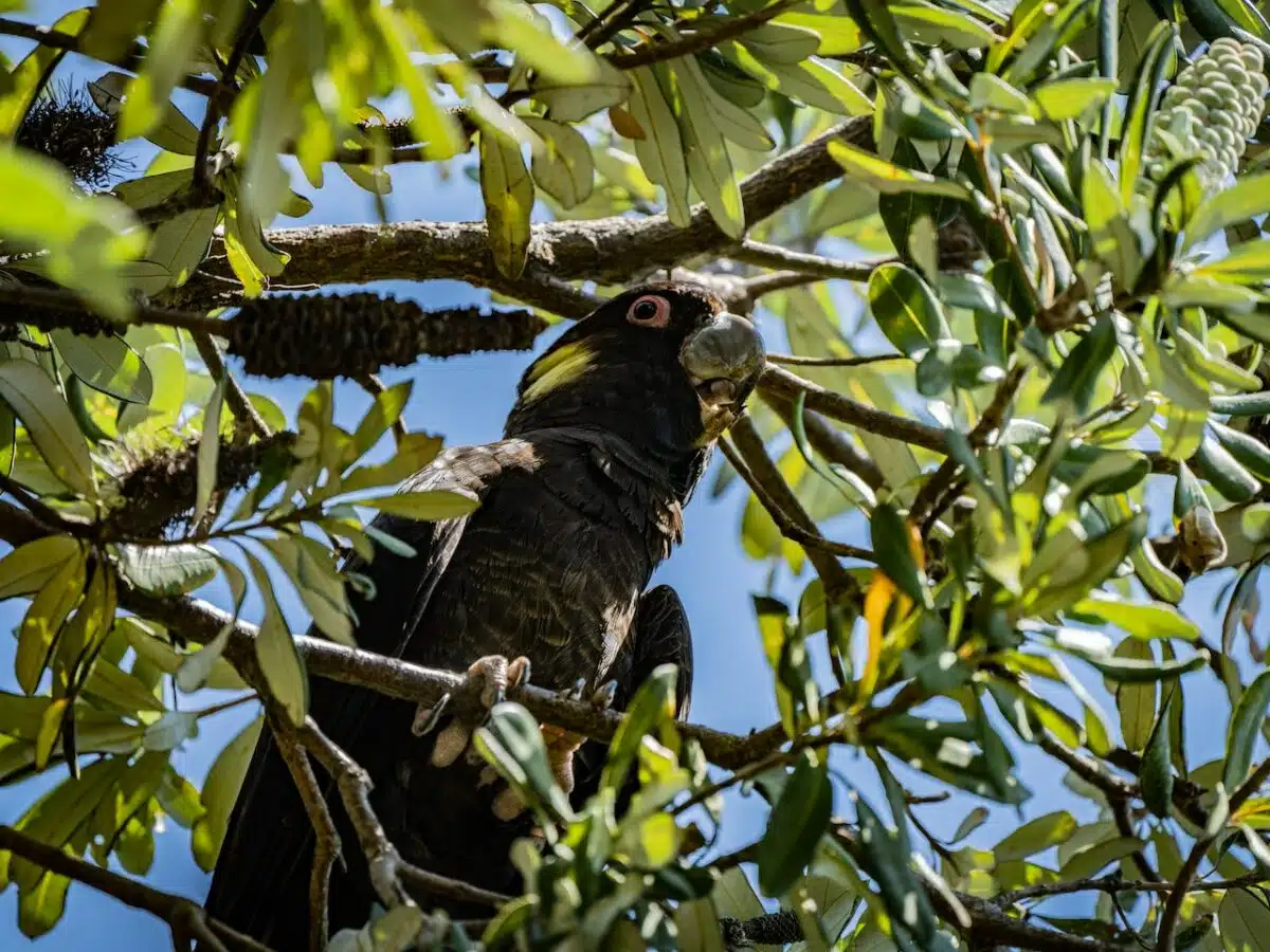 dark cockatoo in tree