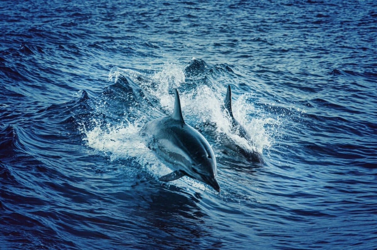 bottlenose dolphin