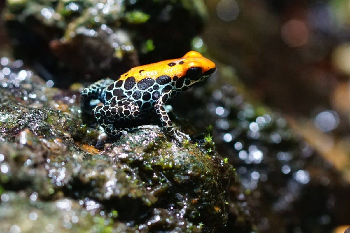 the top animals in the rainforest
