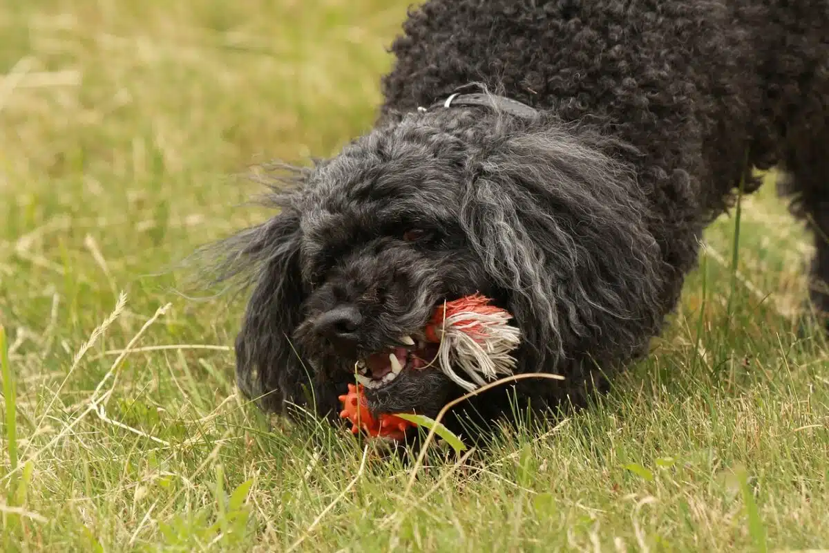toy poodle playing