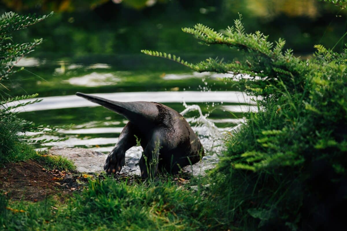 giant anteater