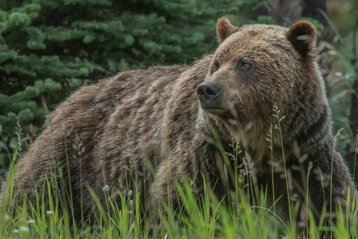 brown bear vs. grizzly bear