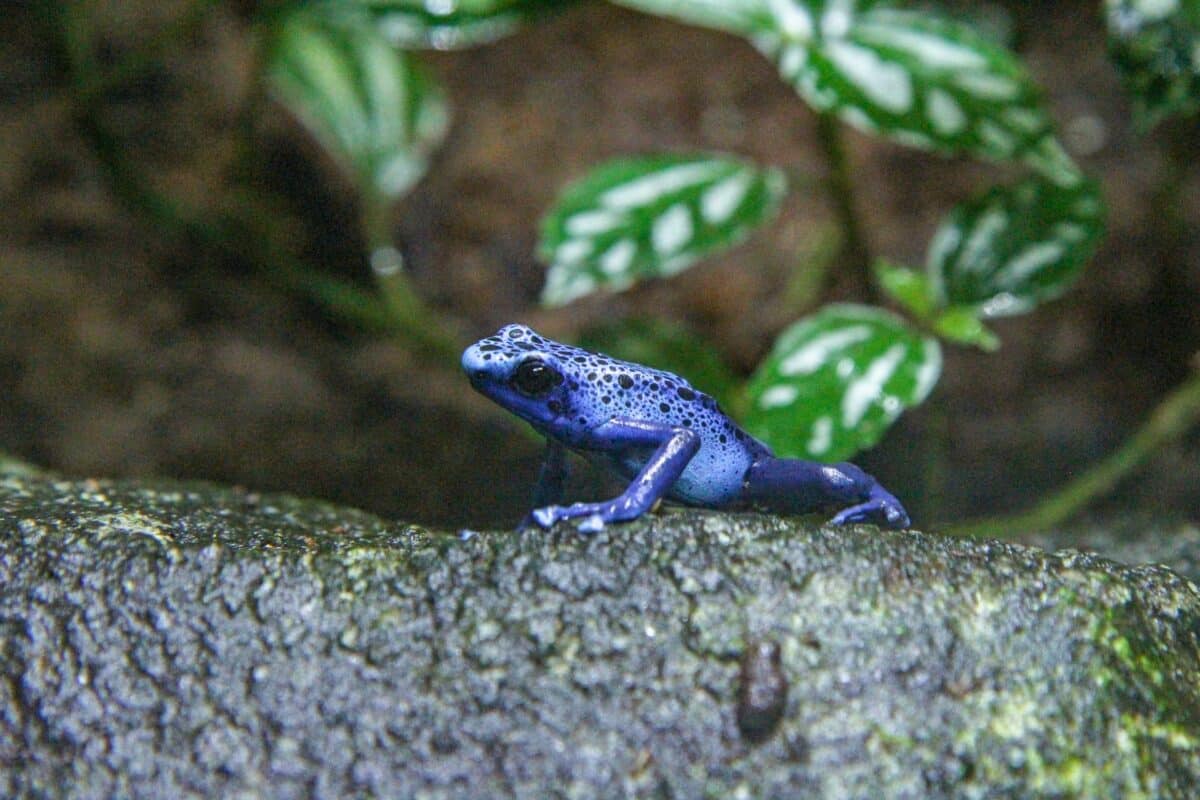 poison dart frog