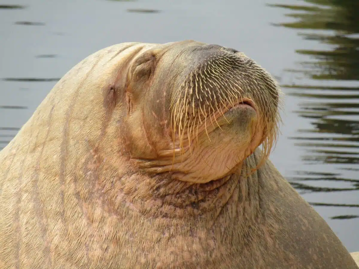 walrus