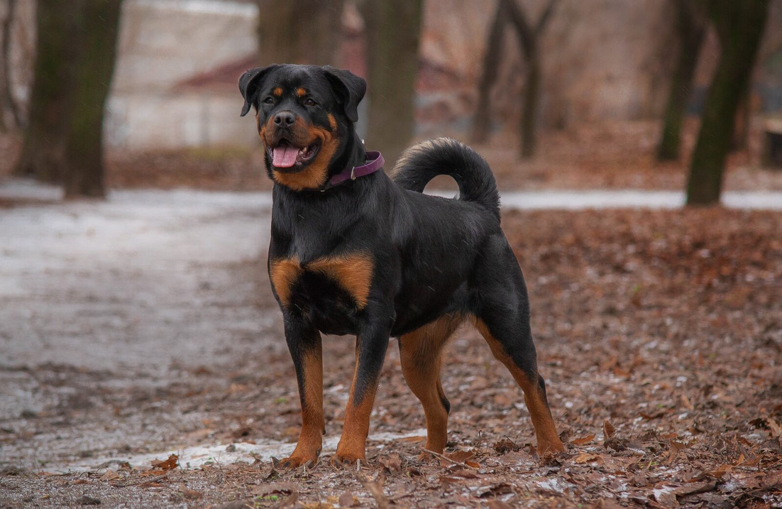 are rottweilers considered long hairor short hair