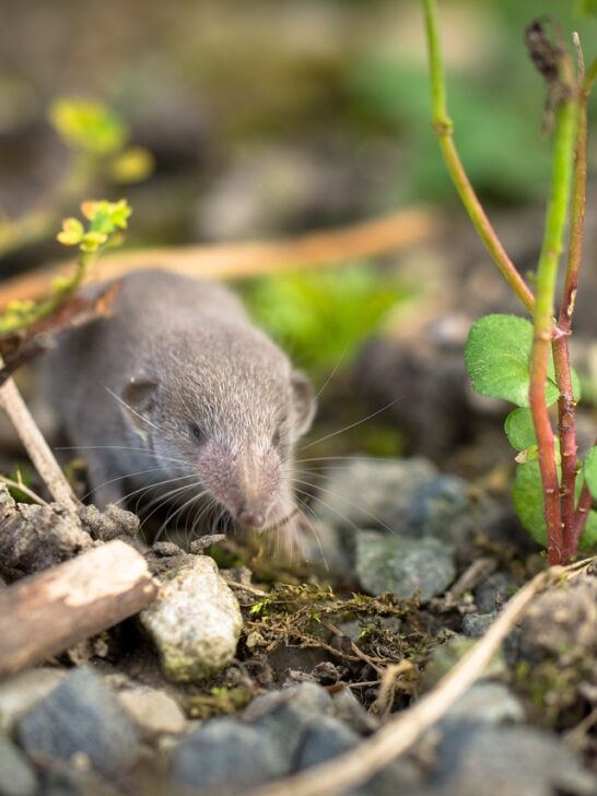 The Smallest Mammal Weighs Less Than a Penny