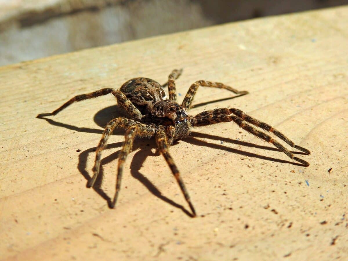 wolf spider