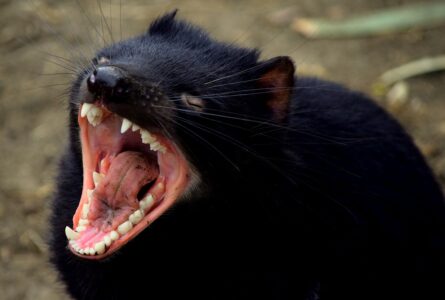 12 Bizarre Animals Found in Australia