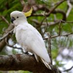 Cockatoo: An Affable Bird That Mimics Humans  