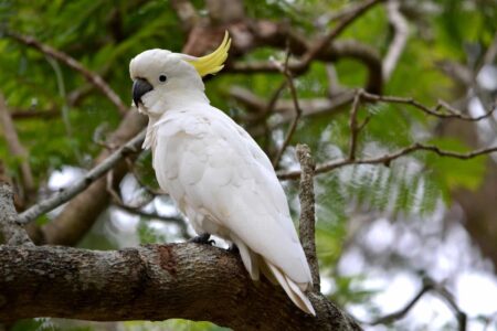 Cockatoo: An Affable Bird That Mimics Humans  