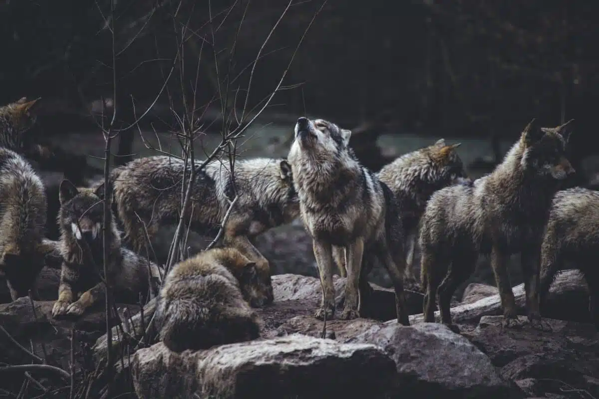 coyote vs. wolf