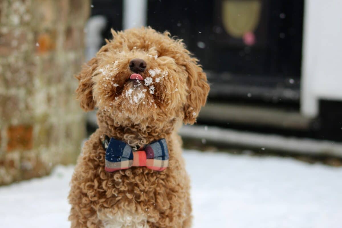 toy poodle in snow