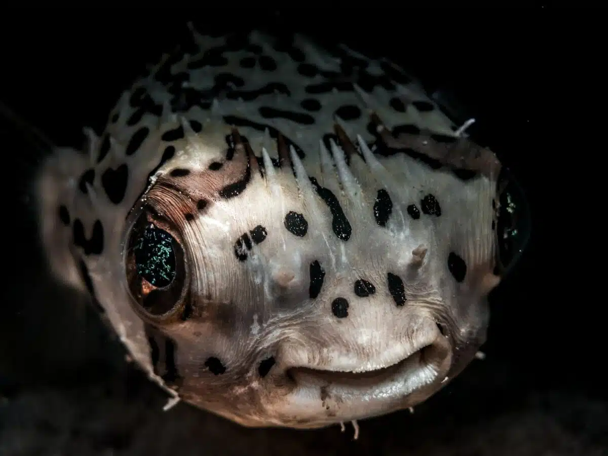 pufferfish