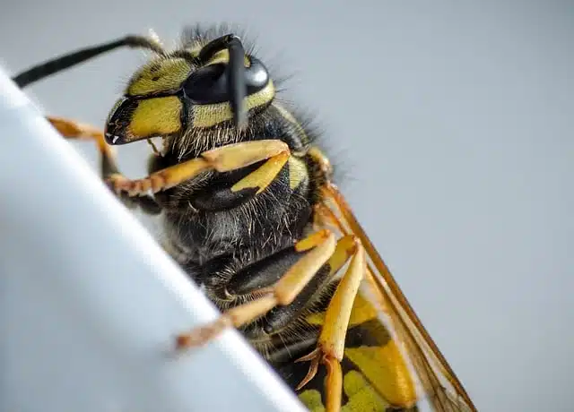 wasp picture