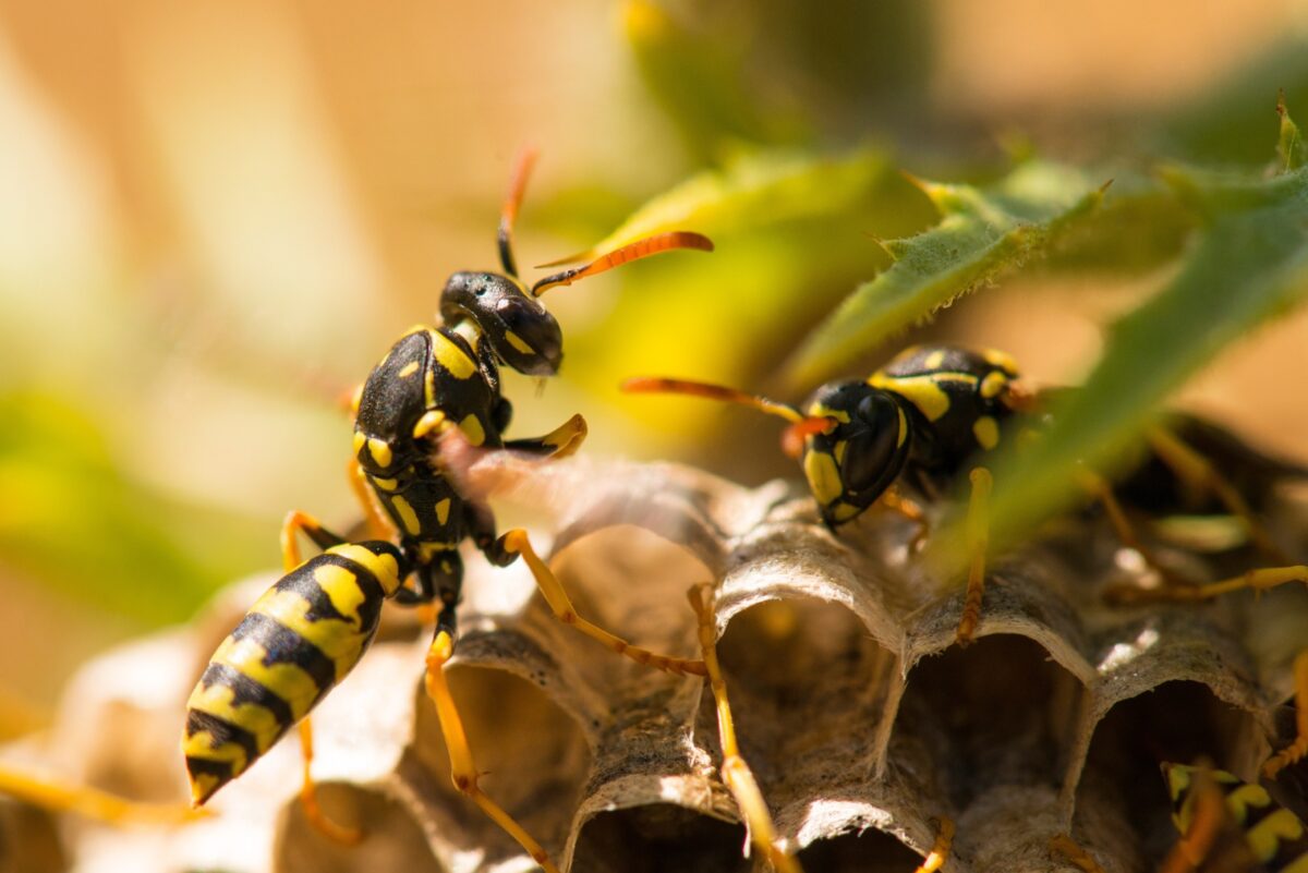 wasp building a nest
