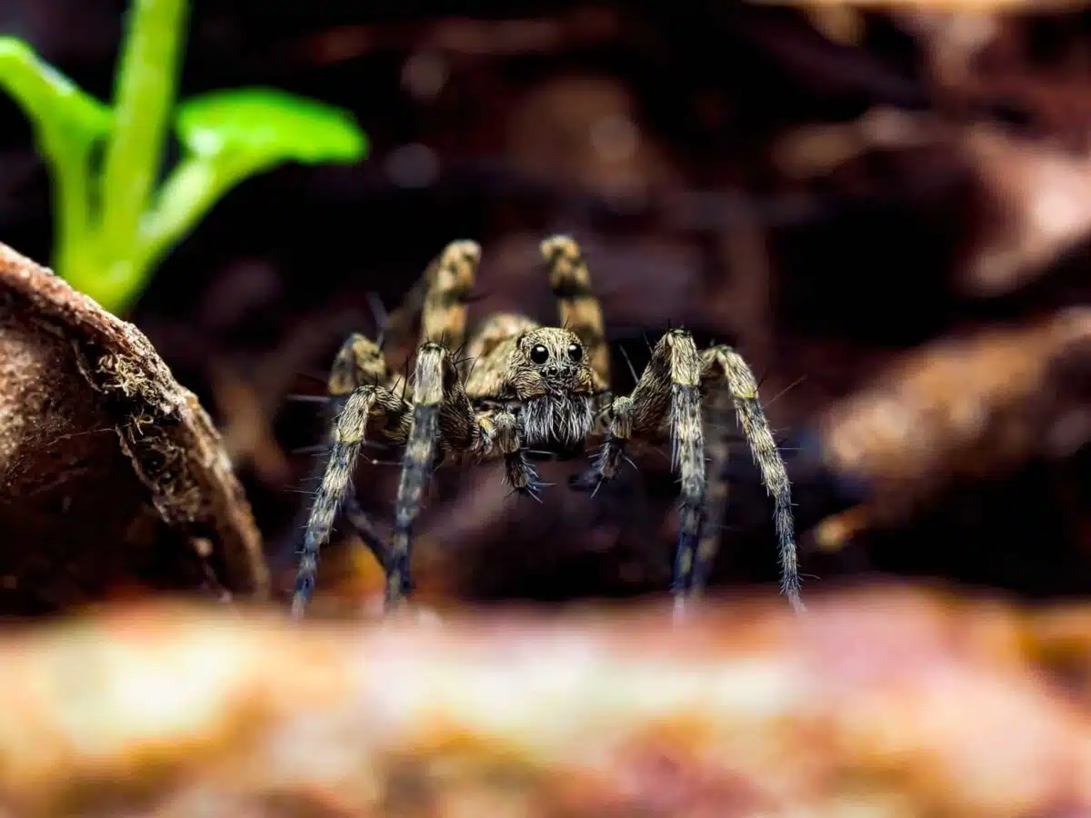 wolf spider bite