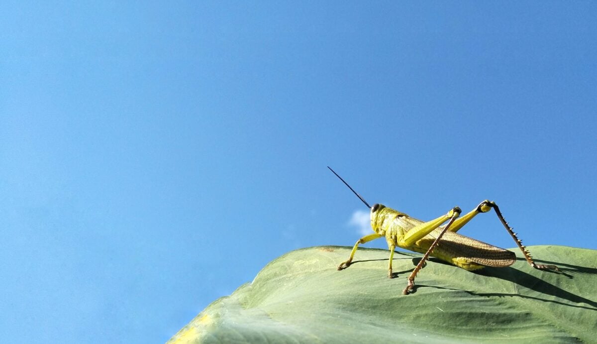 locust vs. grasshopper