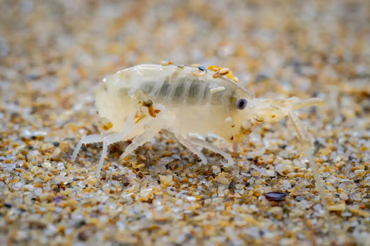 Sand Fleas Animals Around The Globe