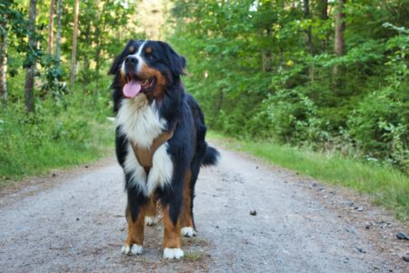 Adorable Comparison Bewteen Bernese Mountain Dog and Australian Shepherd
