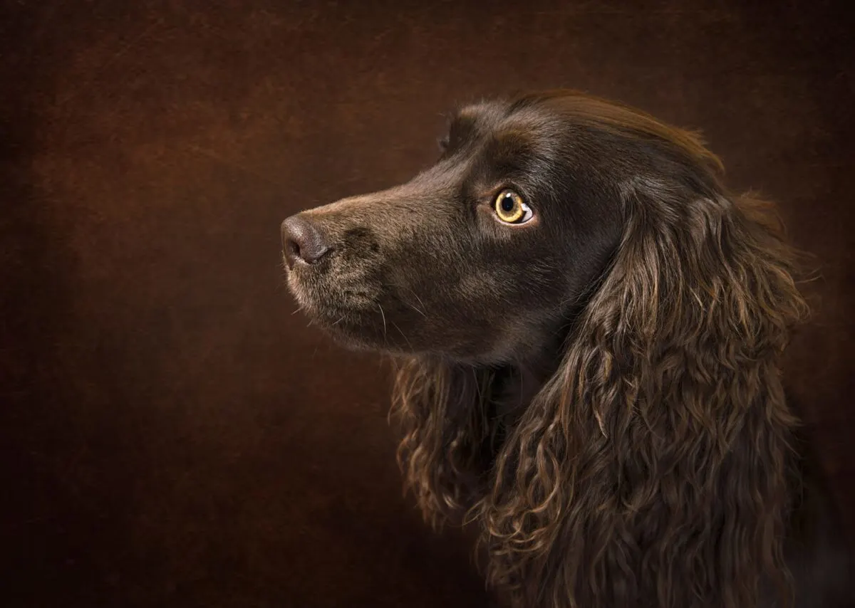 boykin spaniel