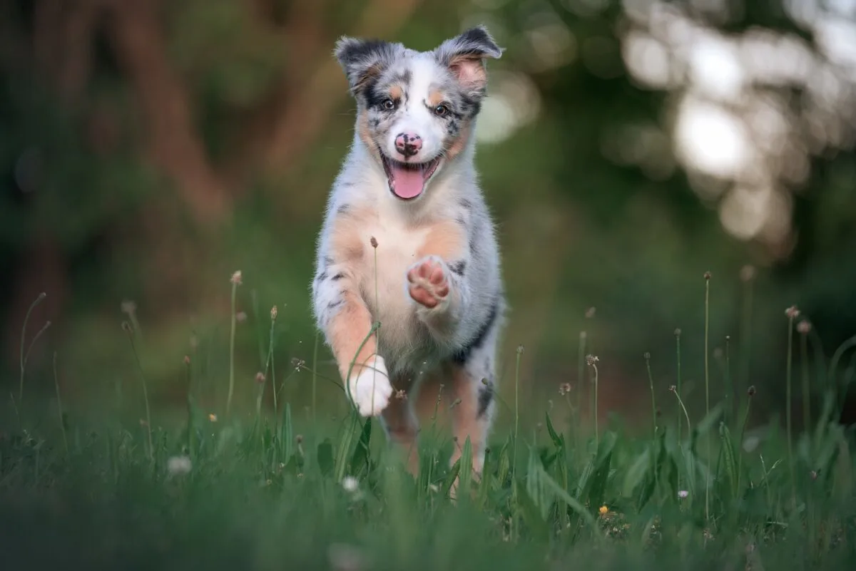 Australian Shepherd and Bernese Mountain Dog