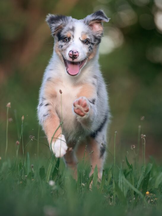 Why Your Dog Might Be An Anxious Breed And How To Help
