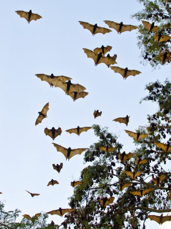 Witness The Largest Colony Of Bats Ever Discovered