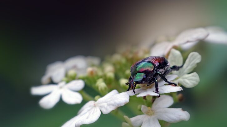 japanese beetle