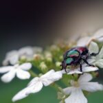 Japanese Beetle Traps: How Effective Are They? 
