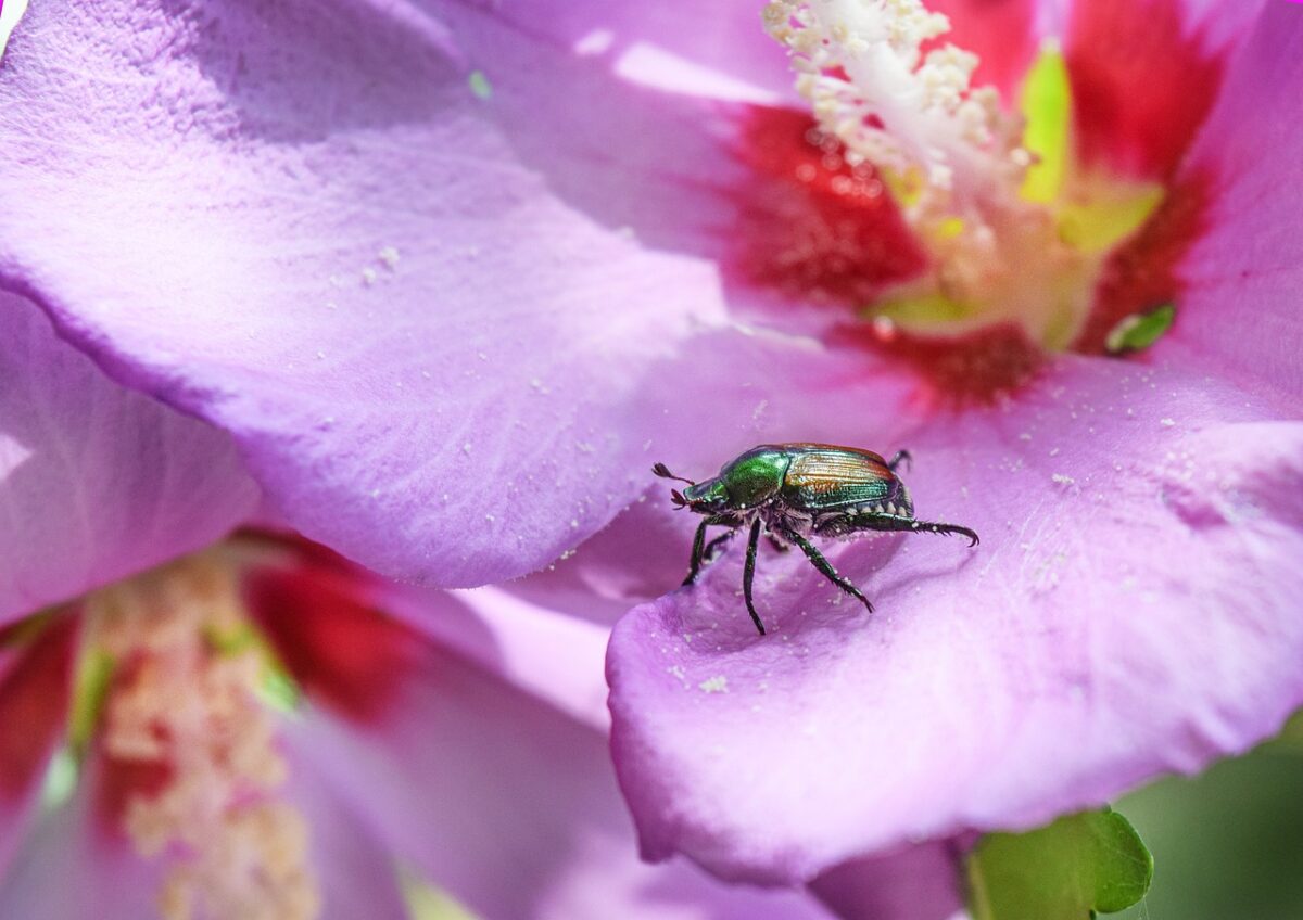 japanese beetle