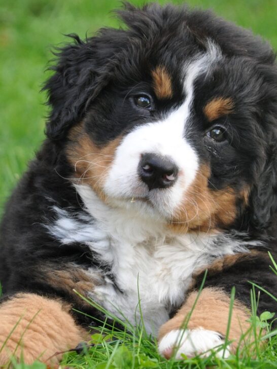 Bernese Mountain Dog