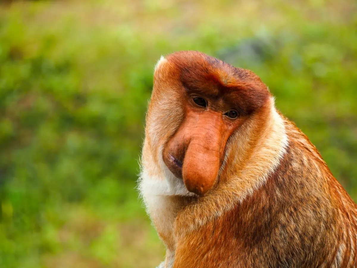 Ugly Monkeys Animals Around The Globe Ugly Monkeys Animals Around The Globe