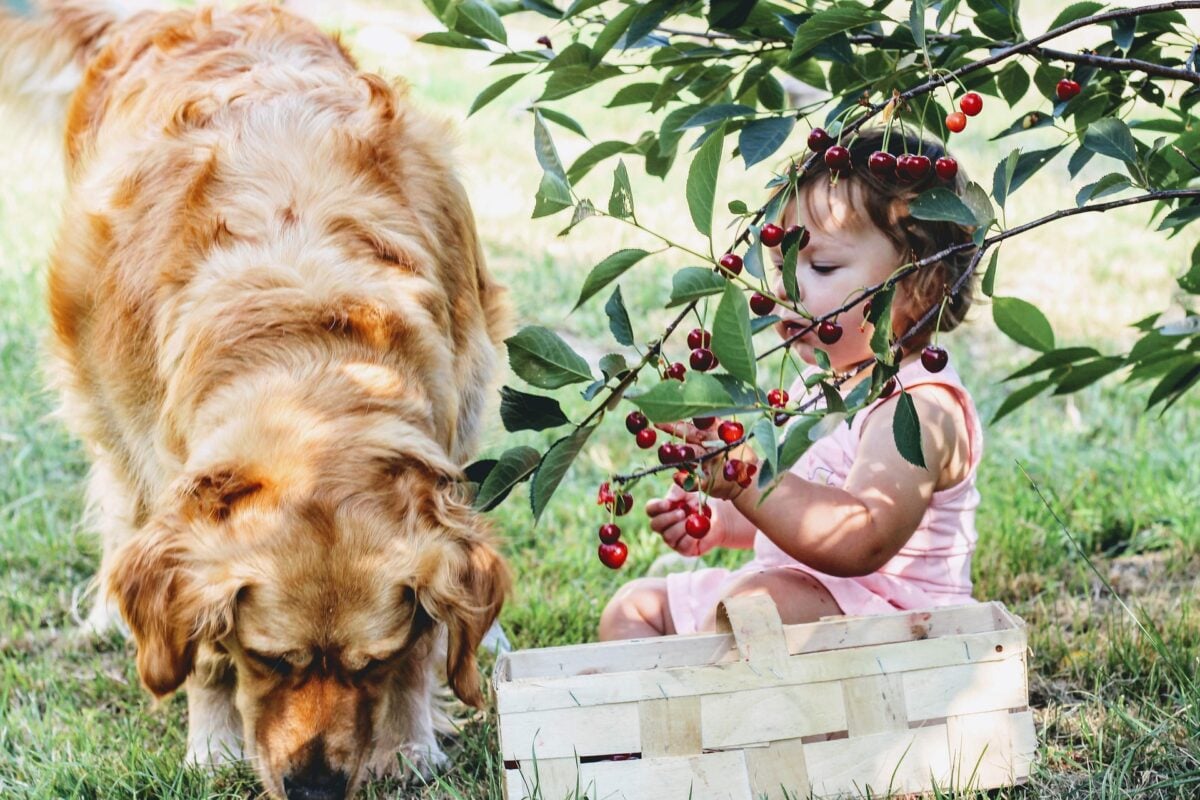 dog eating cherries