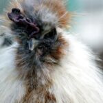 Discover the Fascinating Silkie Chicken