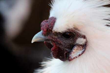 Discover the Fascinating Silkie Chicken