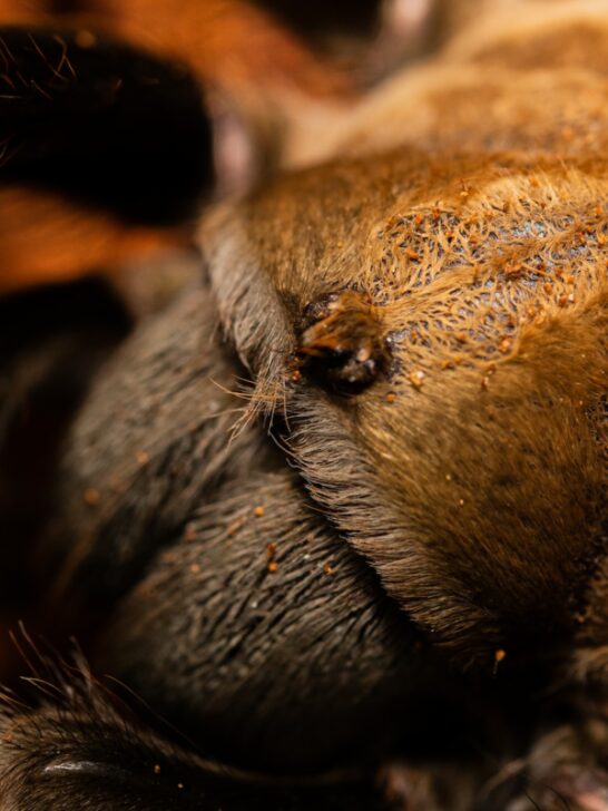Discover The Largest Spider Ever