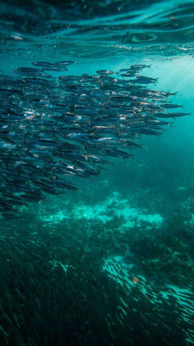 sardine run