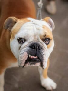 English Bulldog
