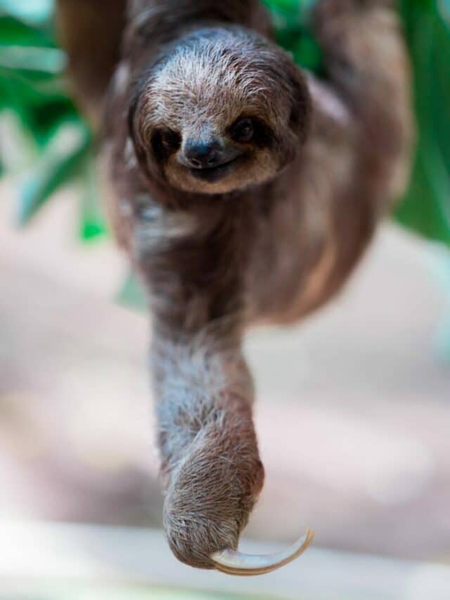 Sloth on tree 
