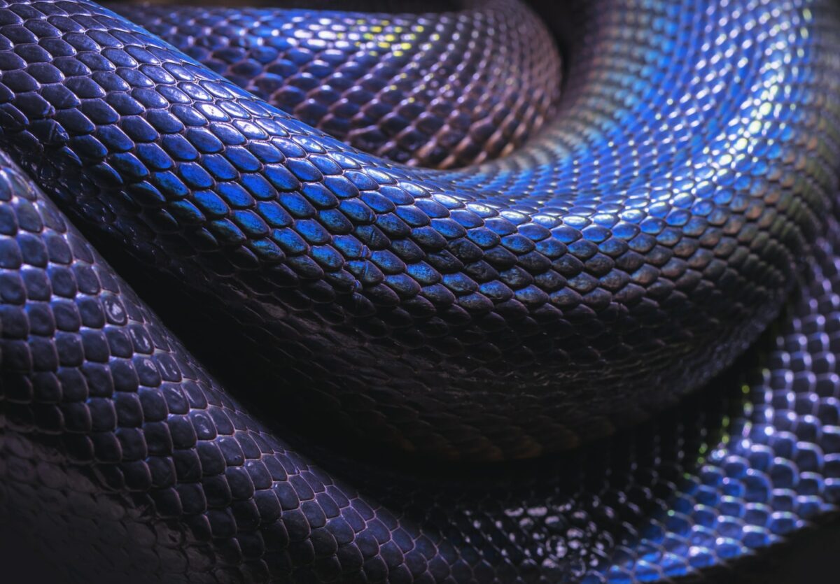 purple snake