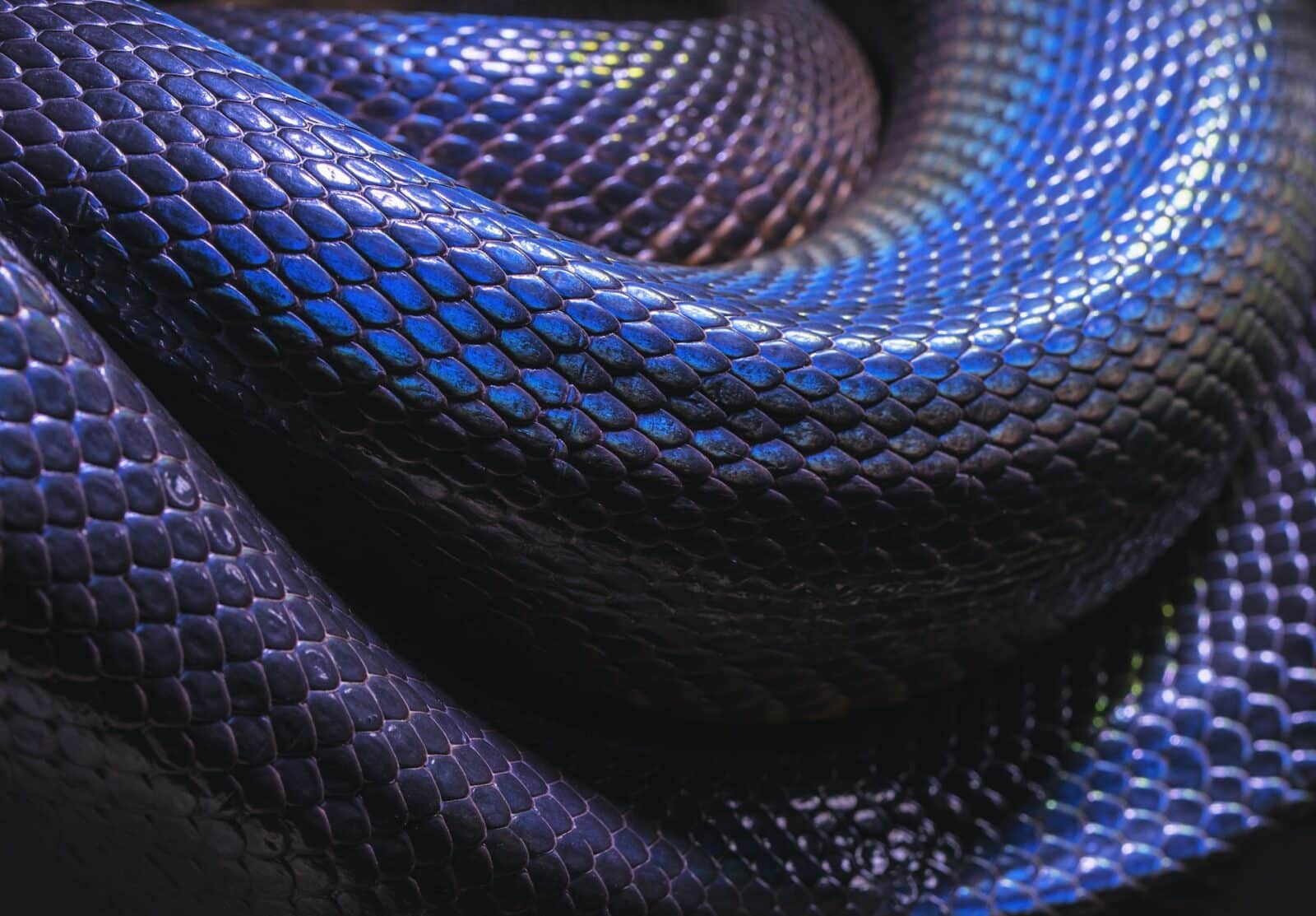 Purple Snakes: Reptiles Resembling a Precious Gemstone