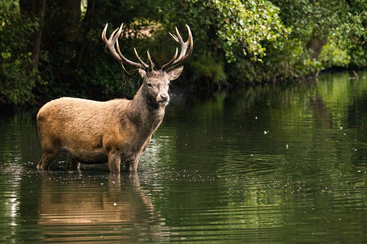 red deer